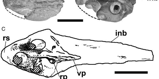 Part dentigère of tylosaurine prylaxils. A-B, FHSM VP-14845, Tylosaurus sp. in A, dorsal and B, ventral views. C, TMM 40092-27, Tylosaurinae, in ventral view. The broken lines at A and B indicate the reconstructed contours of the element. C based on Polcyn et al. (2008 Polcyn, M.J., G. L. Bell Jr., K. Shimada, and J. Everhart, 2008. (Takuya Konishi, Paulina Jiménez-Huidobro and Michael W. Caldwell)