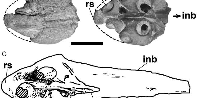 Dentigerous portion of tylosaurine premaxillae. A–B, FHSM VP-14845, Tylosaurus sp. in A, dorsal and B, ventral views. C, TMM 40092-27, Tylosaurinae, in ventral view. Broken lines in A and B indicate reconstructed outlines of the element. C based on Polcyn et al. (2008 Polcyn, M. J., G. L. Bell Jr., K. Shimada, and M. J. Everhart. 2008. (Credit: Takuya Konishi, Paulina Jiménez-Huidobro & Michael W. Caldwell)
