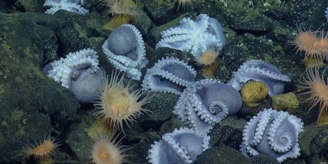 Scientists aboard the research vessel E/V Nautilus discovered a cluster of octopuses off the coast of California on Oct. 23, 2018.