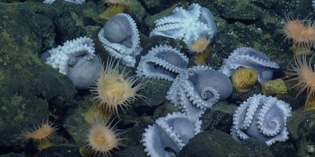 Scientists aboard the research vessel E/V Nautilus discovered a cluster of octopuses off the coast of California on Oct. 23, 2018.