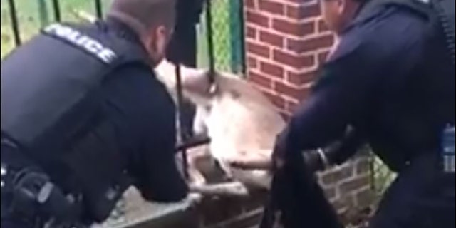Police officers in Parma Heights, Ohio, work to free a trapped deer.