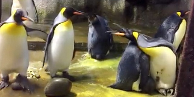 Gay Penguins Kidnap Chick From Parents At Denmark Zoo After Dad Neglected It Fox News