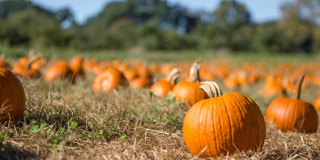 pumpkin patch