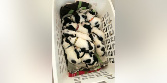 "He thought he was done, then said, 'hang on a second' and pulled out another 8 puppies. In total 14 puppies came out of her.”