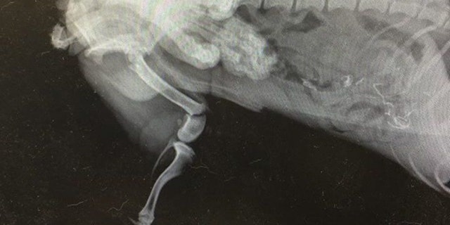 The dog will need surgery to repair his injuries. (GoFundMe)