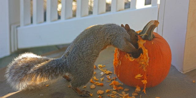 Squirrels are defacing, destroying jack o'lanterns, homeowners say | Fox News Squirrels are defacing, destroying jack o'lanterns, homeowners say | Fox News