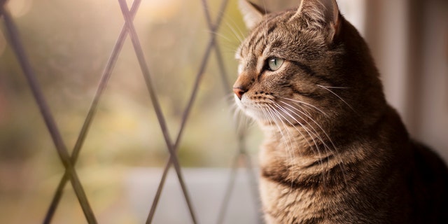 Potential adopters may want tabby, but Barrow said it's more important to make sure the personalities and lifestyles of both the cat and owner match. 