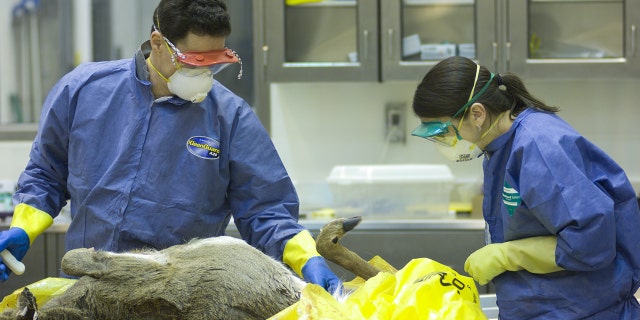 Michigan wildlife officials rely on hunters to submit deer for testing.