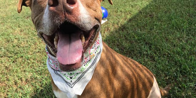 Officials are hoping to locate whoever is responsible for leaving Rusty tied to the porch.