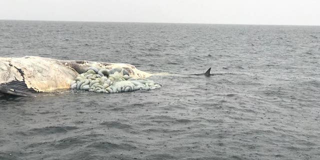 Cater said the first of the two great white sharks was "huge."