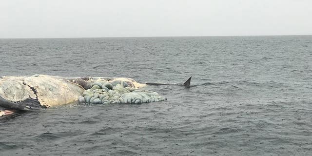 While not definitive, Carter said the carcass might have been that of a fin or sei whale.
