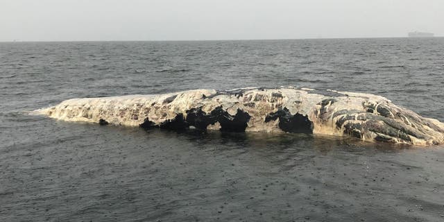 The stench coming from the rotting whale "smelled like rotting fish," Carter said.
