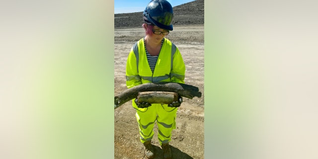 Highways England worker with a Mammoth bone. Remains of an ancient woolly mammoth believed to be 130,000 years old were dug up by road workers expanding a motorway. (Credit: SWNS)