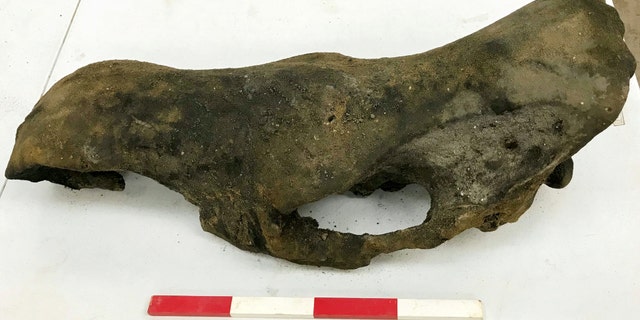 A prehistoric Rhino skull. Remains of an ancient woolly mammoth believed to be 130,000 years old were dug up by road workers expanding a motorway. (Credit: SWNS)