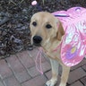 Bauer II is going as a beautiful pink Butterfly…