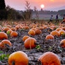 People collect pumpkins in a field on the outskirts of Frankfurt, Germany, Oct. 18, 2018. 