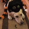 … while puppy-in-training Carly II dresses as a spider. 