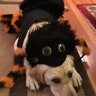 … while puppy-in-training Carly II dresses as a spider. 