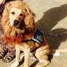 Cassius, meanwhile, is going as a lion — a popular choise for service dogs, as we'll soon see.