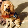 Cassius, meanwhile, is going as a lion — a popular choise for service dogs, as we'll soon see.