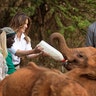 First lady Melania Trump feeds a baby elephant milk from a bottle, at the David Sheldrick Wildlife Trust elephant orphanage in Nairobi, Kenya, Oct. 5, 2018. 