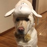 Canine Companions "change of career" dog Dutton IV went as a little lamb.