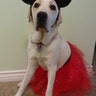 Puppy-in-training Flurry shows off her take on Minnie Mouse.