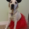 Puppy-in-training Flurry shows off her take on Minnie Mouse.