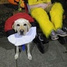 Molly as a Pikachu took her Skilled Companion Jerry out trick-or-treating as a Pokeball.