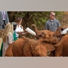 U.S. first lady Melania Trump feeds a baby elephant milk with a bottle, at the David Sheldrick Wildlife Trust elephant orphanage in Nairobi, Kenya Friday, Oct. 5, 2018. (AP Photo/Ben Curtis, Pool)