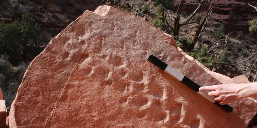 310-million-year-old-