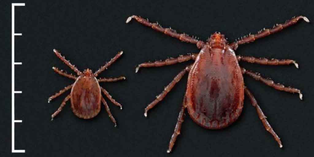Two exotic tick species found in Rhode Island for the first time