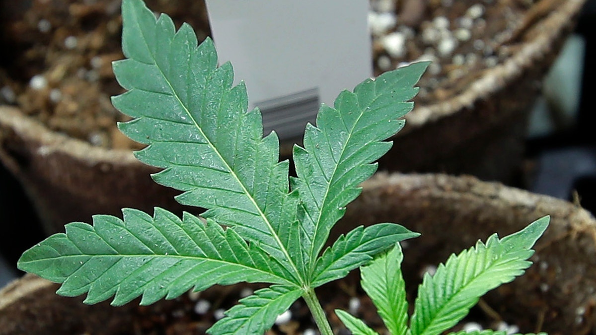 Image of a marijuana leaf