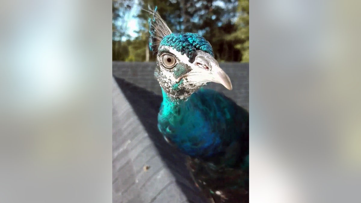 This undated photo taken from video provided by Rene Johnson, shows the peacock known as Pea.