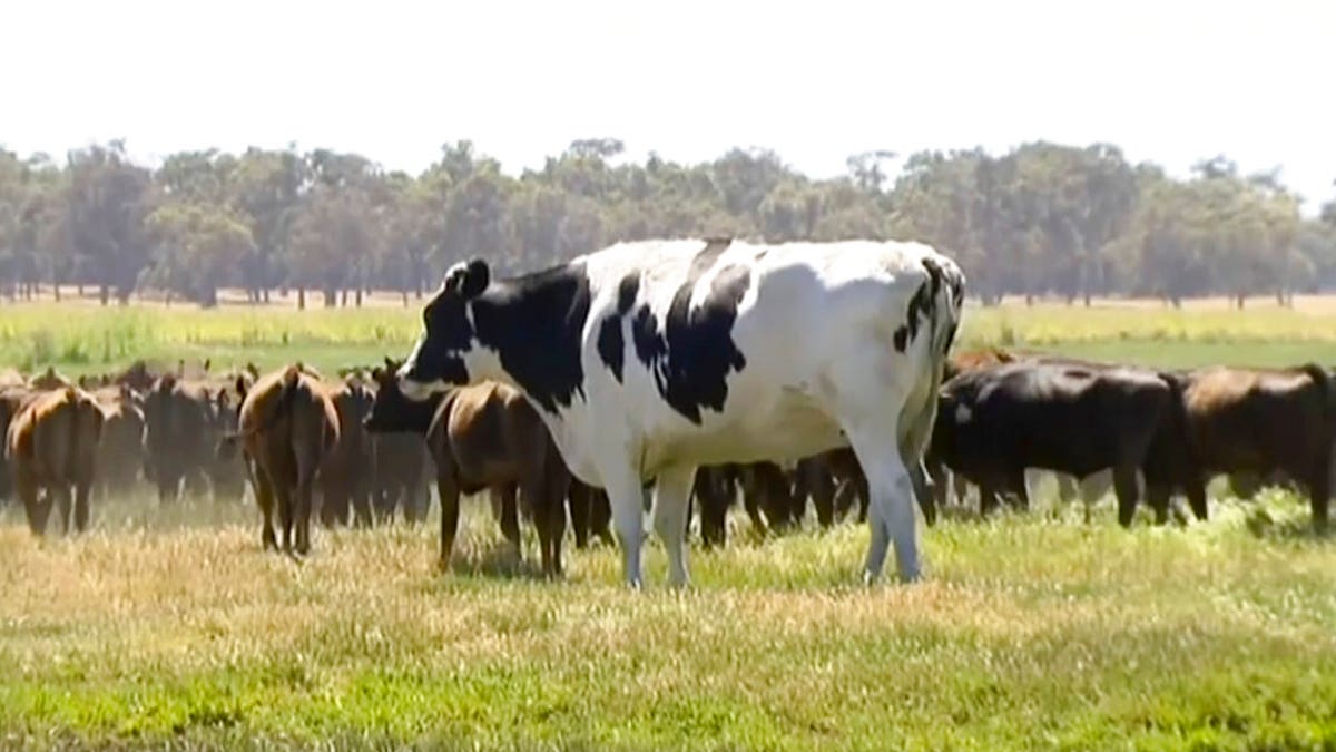 "Knickers", is believed to be the tallest in the country and weighs about 1.4 tons, local media reported.