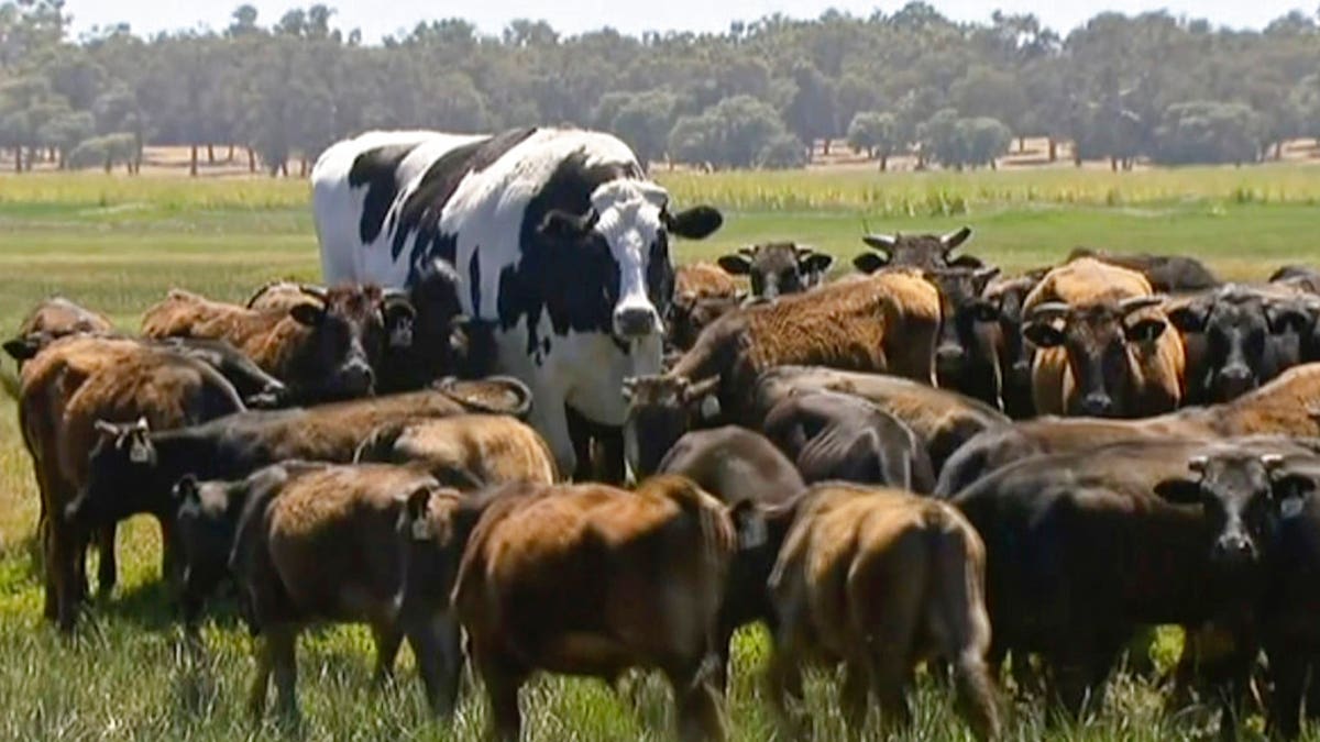 In this image made from video taken Nov. 15, 2018, Knickers the steer, center back, is in her paddock with the rest of the cow herd in Lake Preston, Australia.