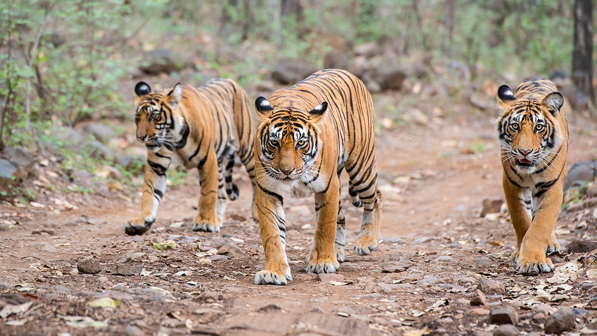 Tigers roaming in forest 