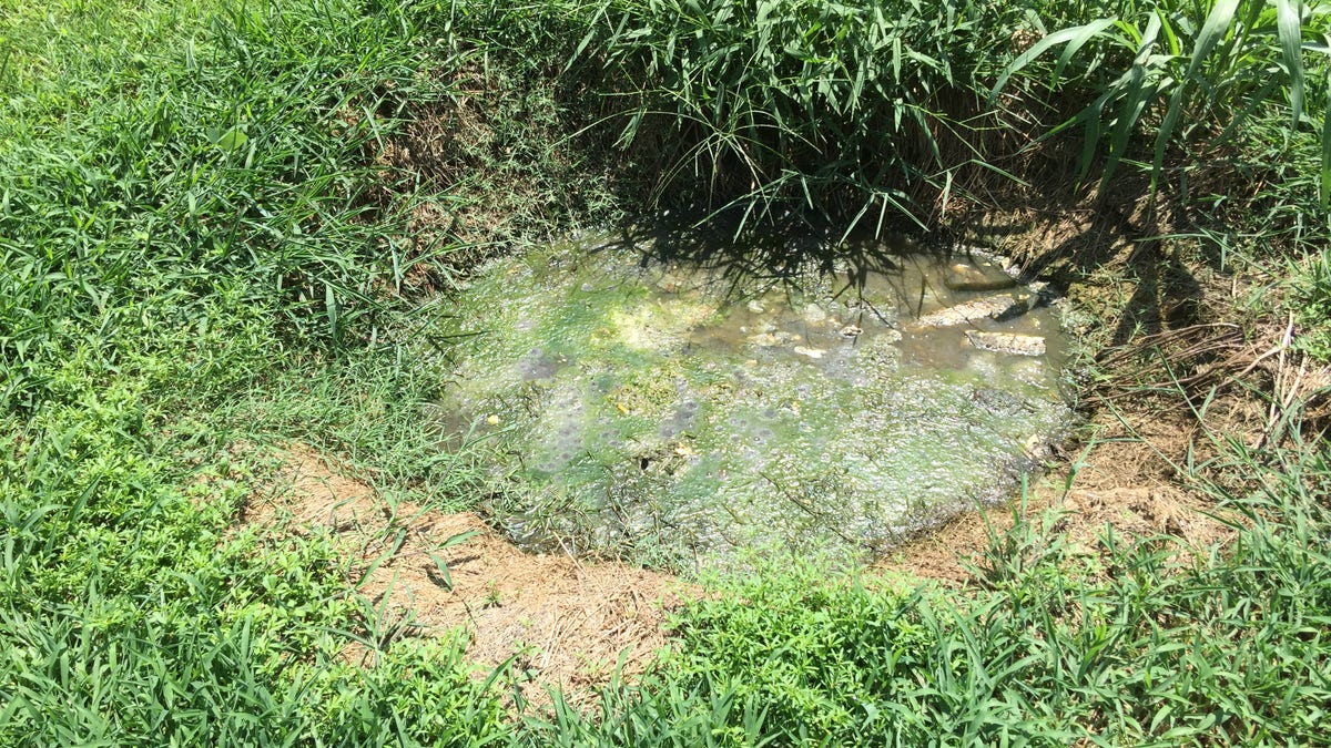 Raw sewage pit in resident's backyard, Lowndes County, AL.