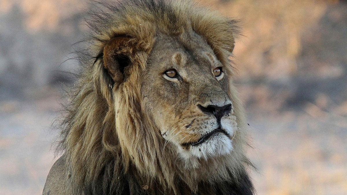 Cecil the Lion rests near Kennedy One Water Point in Hwange National Park, Zimbabwe, in 2013. The killing of the lion by an American two years later caused an international outcry.