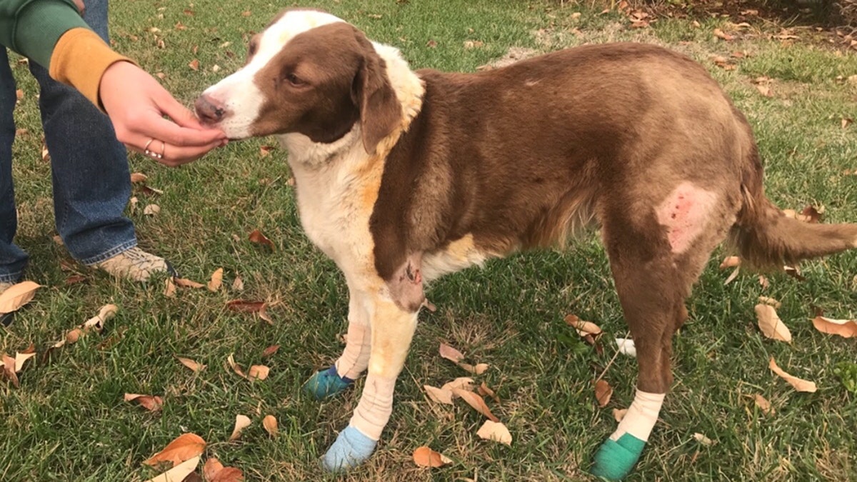 Ella, a border collie, managed to survive Northern California's Camp Fire — the deadliest wildfire in the state's history.