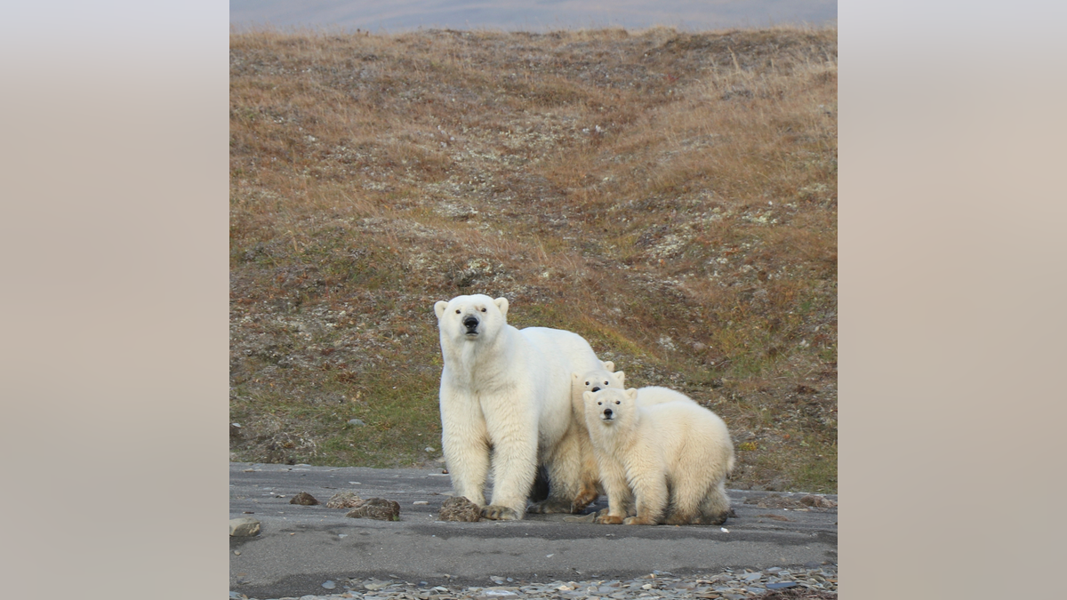 In this undated photo provided by Eric Regehr, polar bears are seen on Wrangel Island in the Arctic Circle.  (AP Photo Eric Regehr via AP)