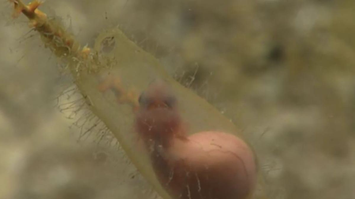 Scientists captured footage of a live shark embryo off the coast of Puerto Rico.