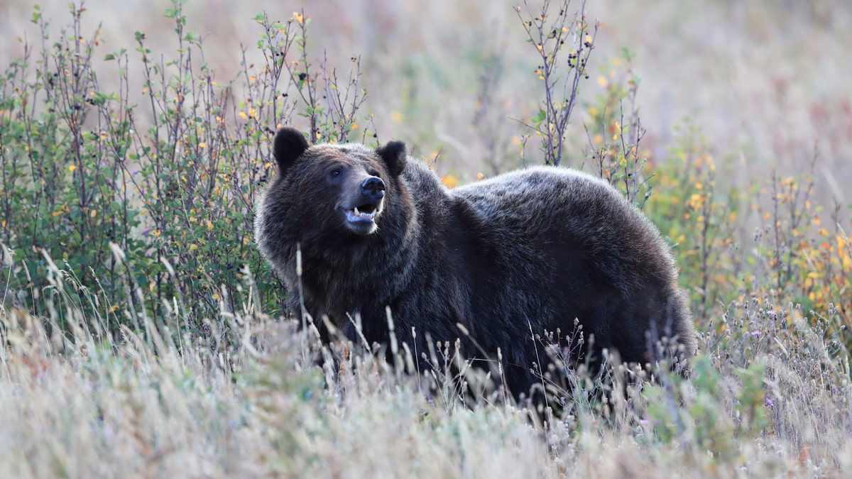 A grizzly bear is seen above in Glacier National Park, Montana, United States of America, North America.
