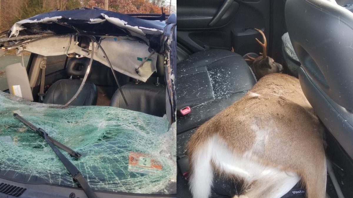 Melissa Misthal, of Howell, narrowly avoided death when she hit a deer that smashed through her windshield and landed in the back seat of her car.