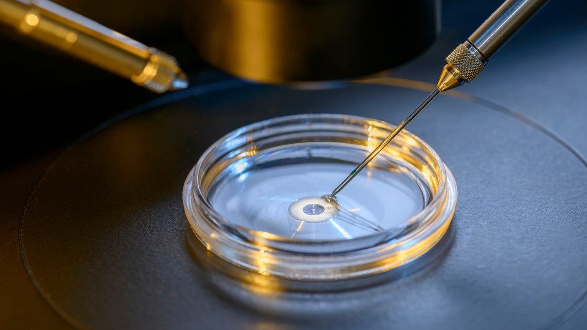 An estimated 8 million babies have been born from IVF worldwide since 1978, according to a report.