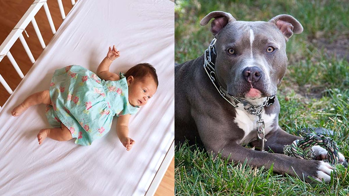 Police investigating infant's death in November; connection to dog's death  unclear