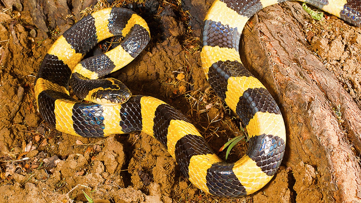 An extremely venomous snake (not pictured) was discovered in an unsuspecting man's luggage.