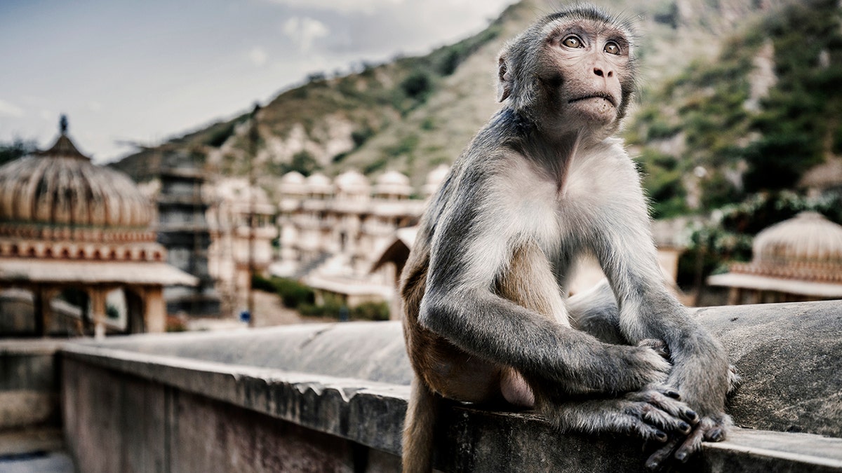 The attack on the woman comes just days after a 12-day-old baby was bitten to death by another monkey, on the outskirts of Agra, India.<br data-cke-eol="1">