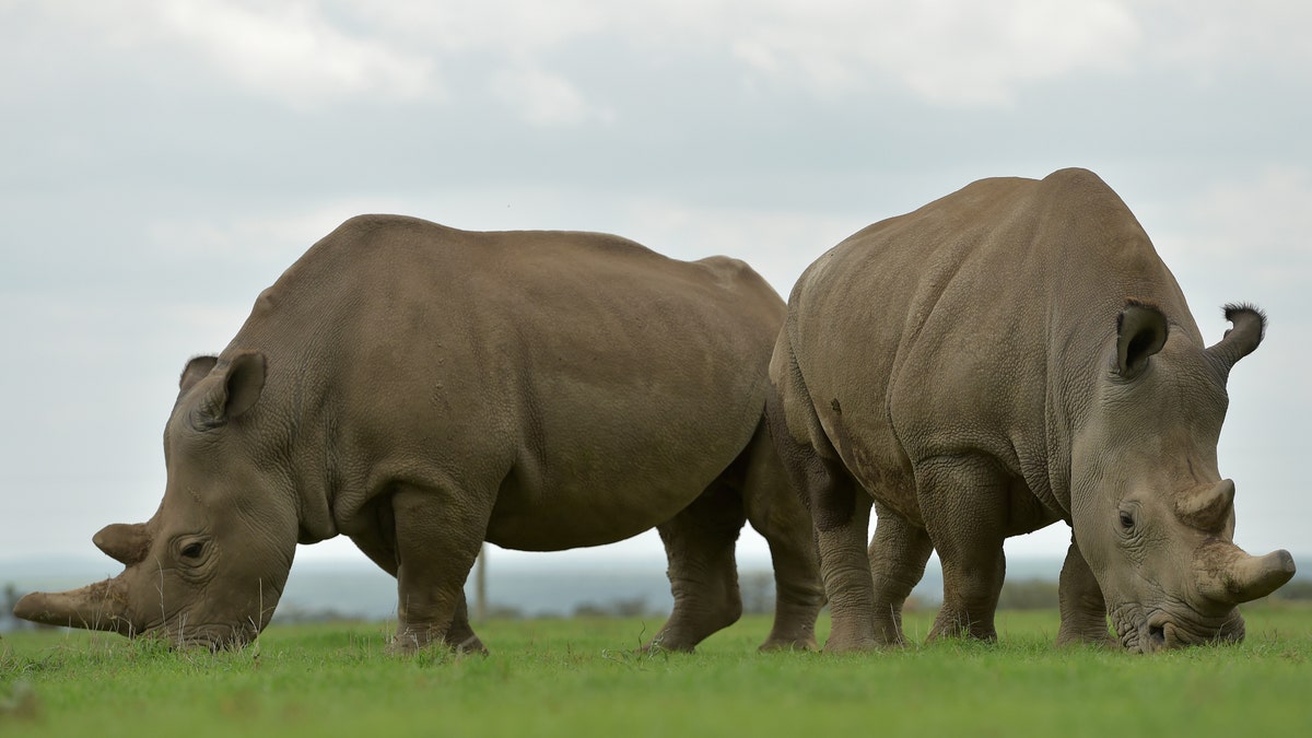 File photo - Najin (L) and Fatu, the only two remaining northern white rhinos graze together in their paddock on March 20, 2018 at the ol-Pejeta conservancy in Nanyuki, north of capital Nairobi. (TONY KARUMBA/AFP/Getty Images)