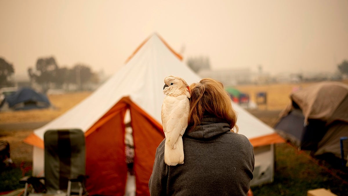 Suzanne Kaksonen, an evacuee of the Camp Fire, and her cockatoo Buddy camp at a makeshift shelter outside a Walmart store in Chico, Calif.